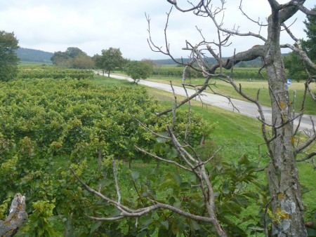 Weingärten und Wälder